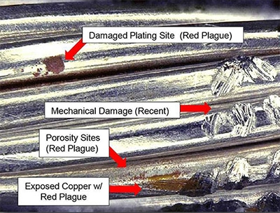 redplague